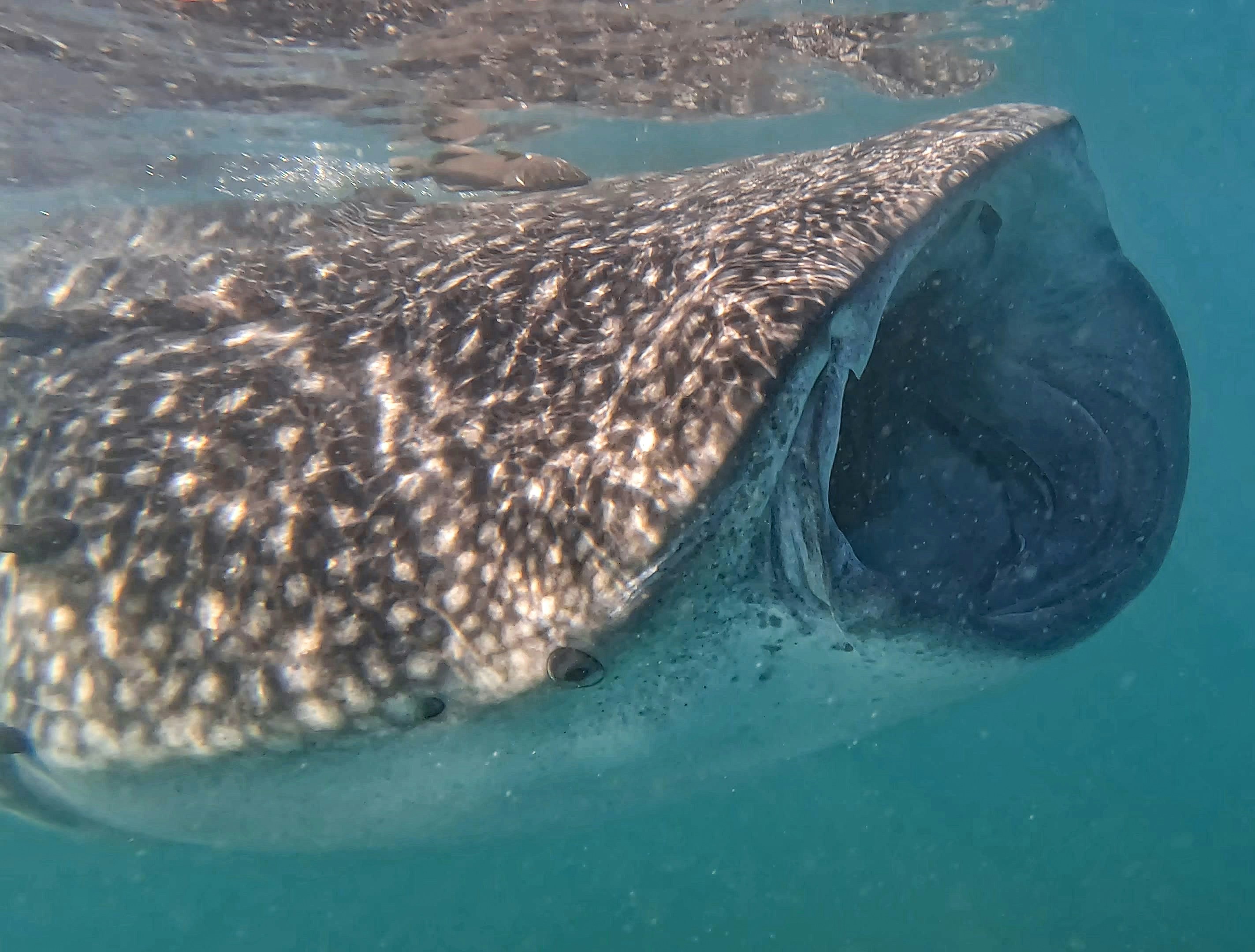 Primer plano de la boca abierta de un tiburón ballena filtrando agua para alimentarse