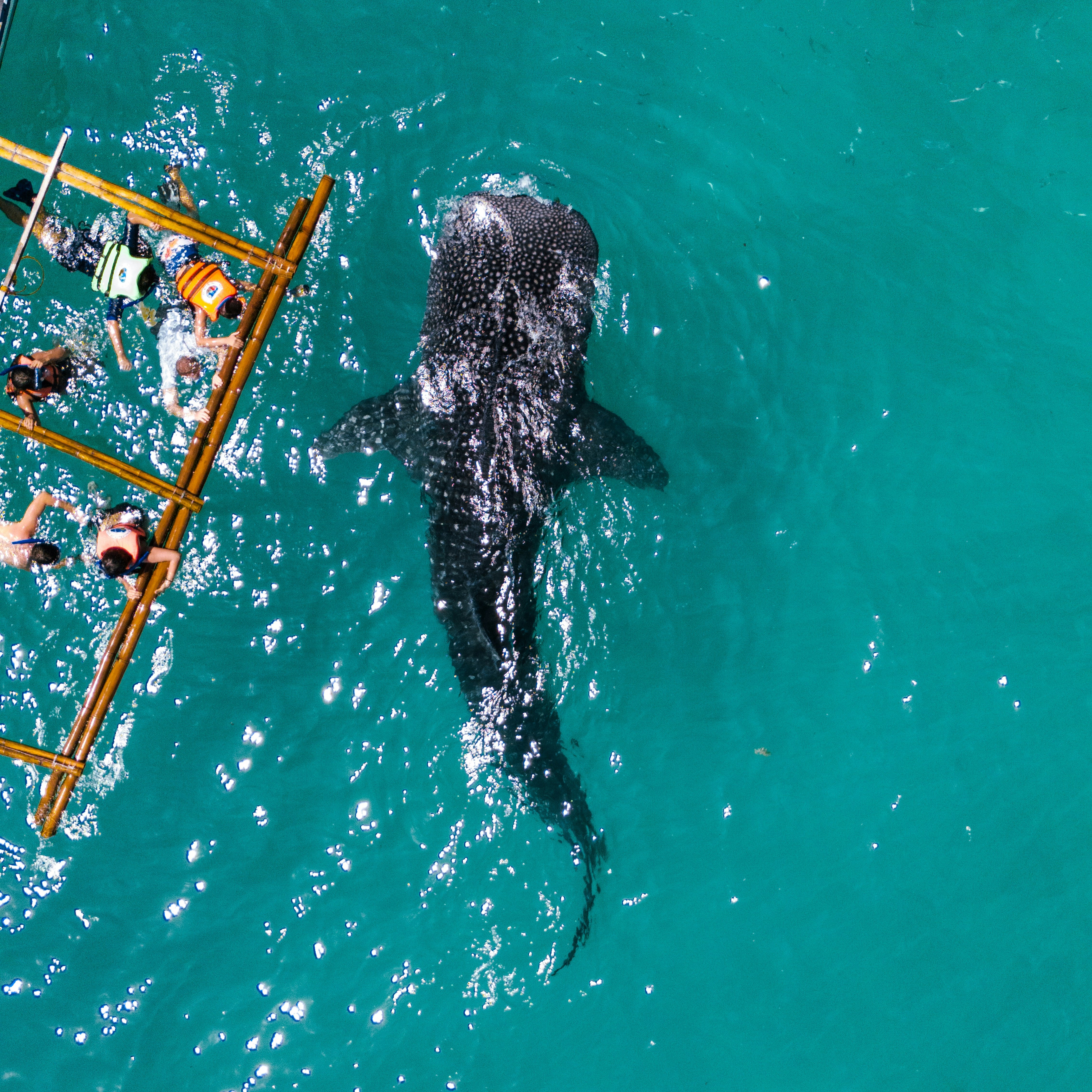 Buzos nadando junto a un tiburón ballena en su hábitat natural, enfatizando la importancia de su conservación