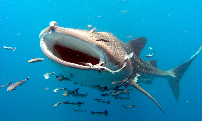 Un tiburón ballena alimentándose con su boca abierta, filtrando agua