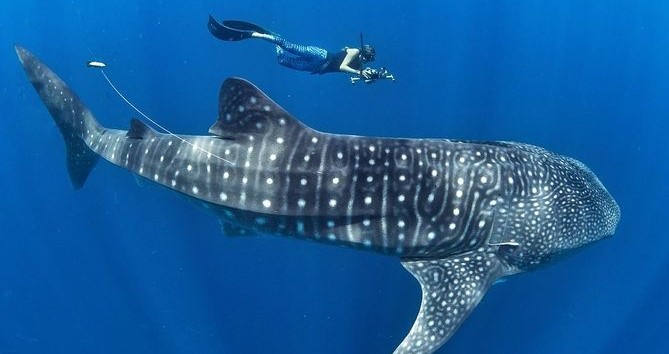 Comparación del tamaño de un tiburón ballena nadando junto a un buceador humano