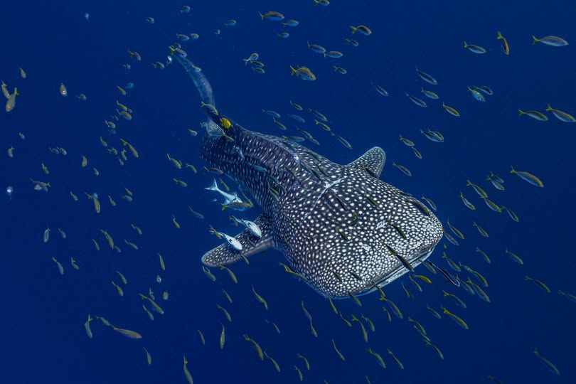 Un tiburón ballena nadando tranquilamente en el océano abierto