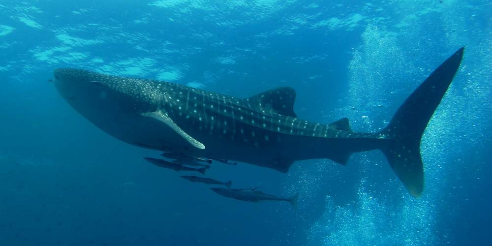 Tiburón ballena nadando pacíficamente en arrecife de coral, su ecosistema preferido