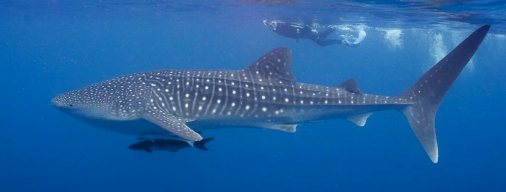 Tiburón ballena en las profundidades del océano, en un entorno oscuro