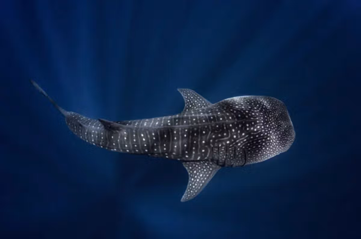 Tiburón ballena nadando entre un cardumen de peces pequeños en aguas cristalinas