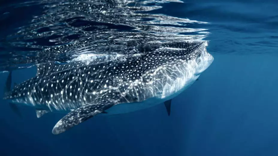 Tiburón ballena asomándose a la superficie del océano en un día soleado