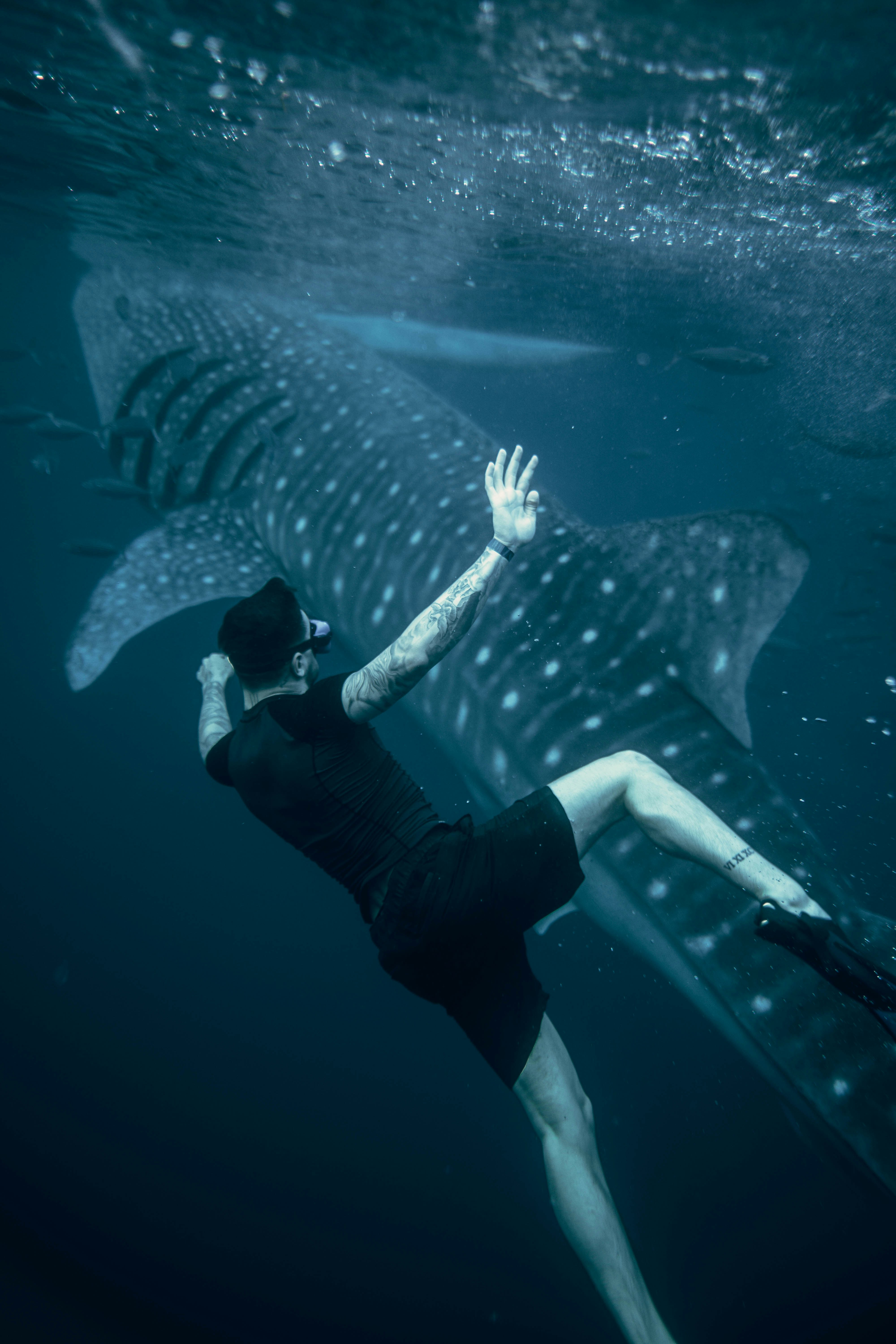 Dos tiburones ballena nadando en tándem en un arrecife de coral