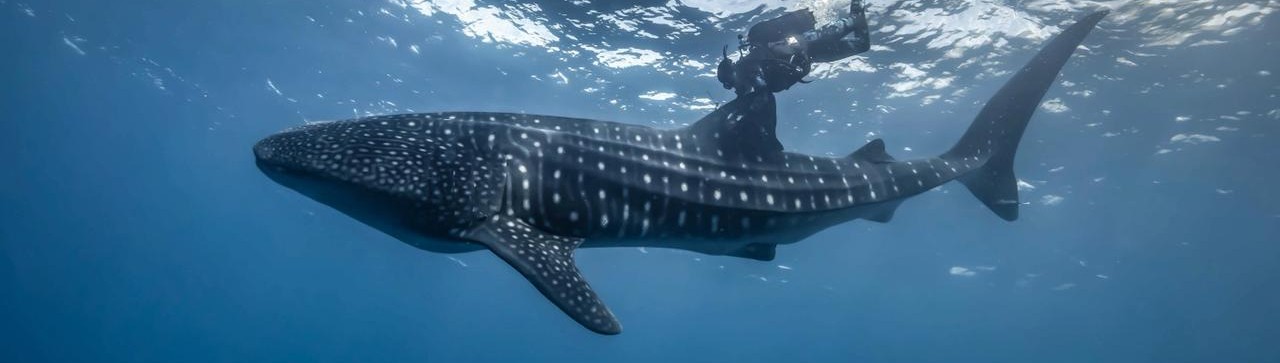 Primer plano de la cabeza de un tiburón ballena filtrando agua en su hábitat natural