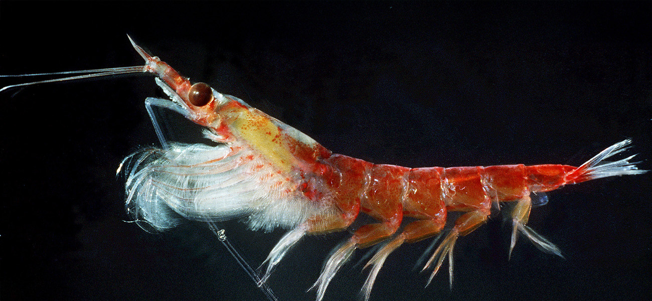 Krill, pequeños crustáceos consumidos por el tiburón ballena