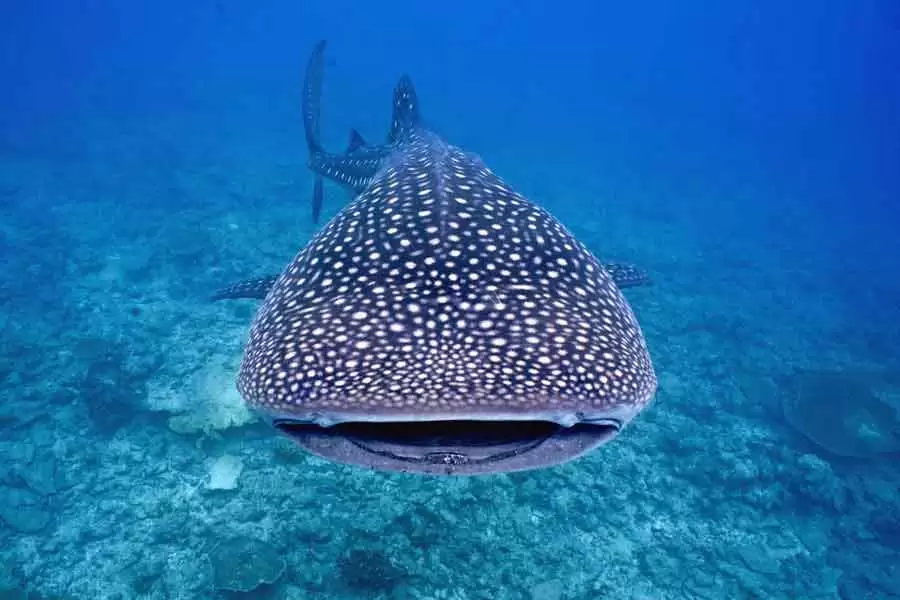 Tiburón ballena nadando en aguas oceánicas, representando su longevidad de más de 70 años