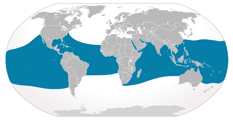 Mapa mundial mostrando las regiones tropicales y subtropicales de los océanos donde habita el tiburón ballena