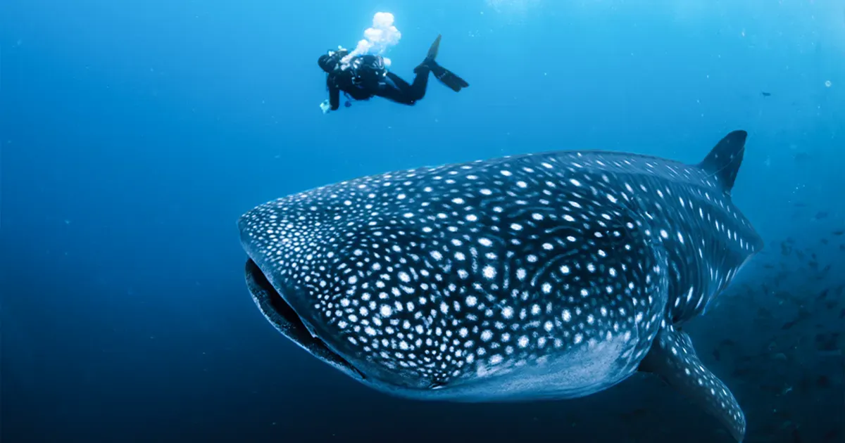 Ilustración de un tiburón ballena, simbolizando su peso de más de 15 toneladas