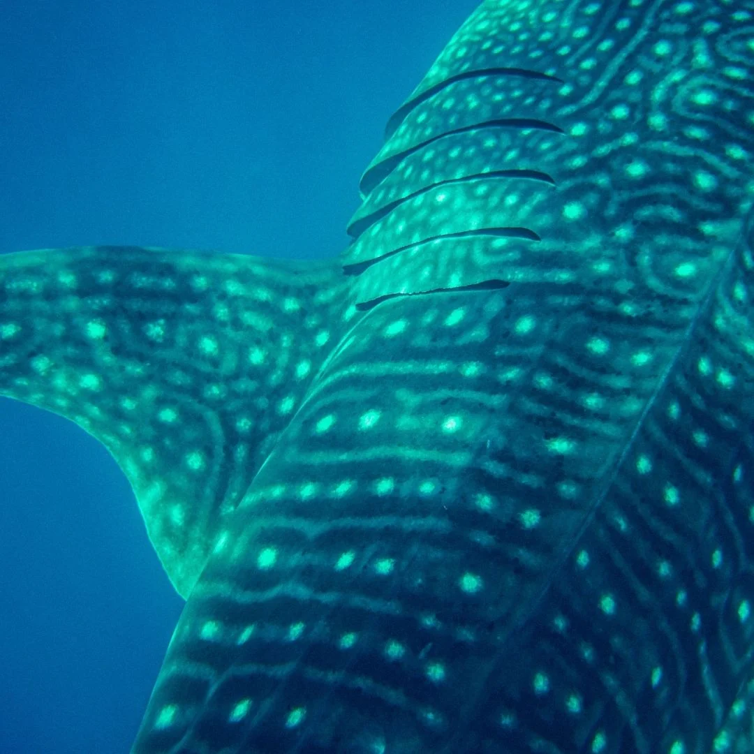 Textura de la piel de un tiburón ballena mostrando su grosor de hasta 10 cm
