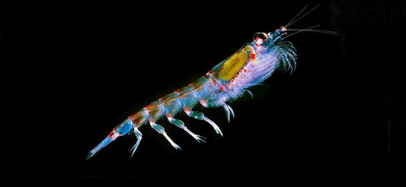 Vista microscópica de plancton, alimento principal del tiburón ballena