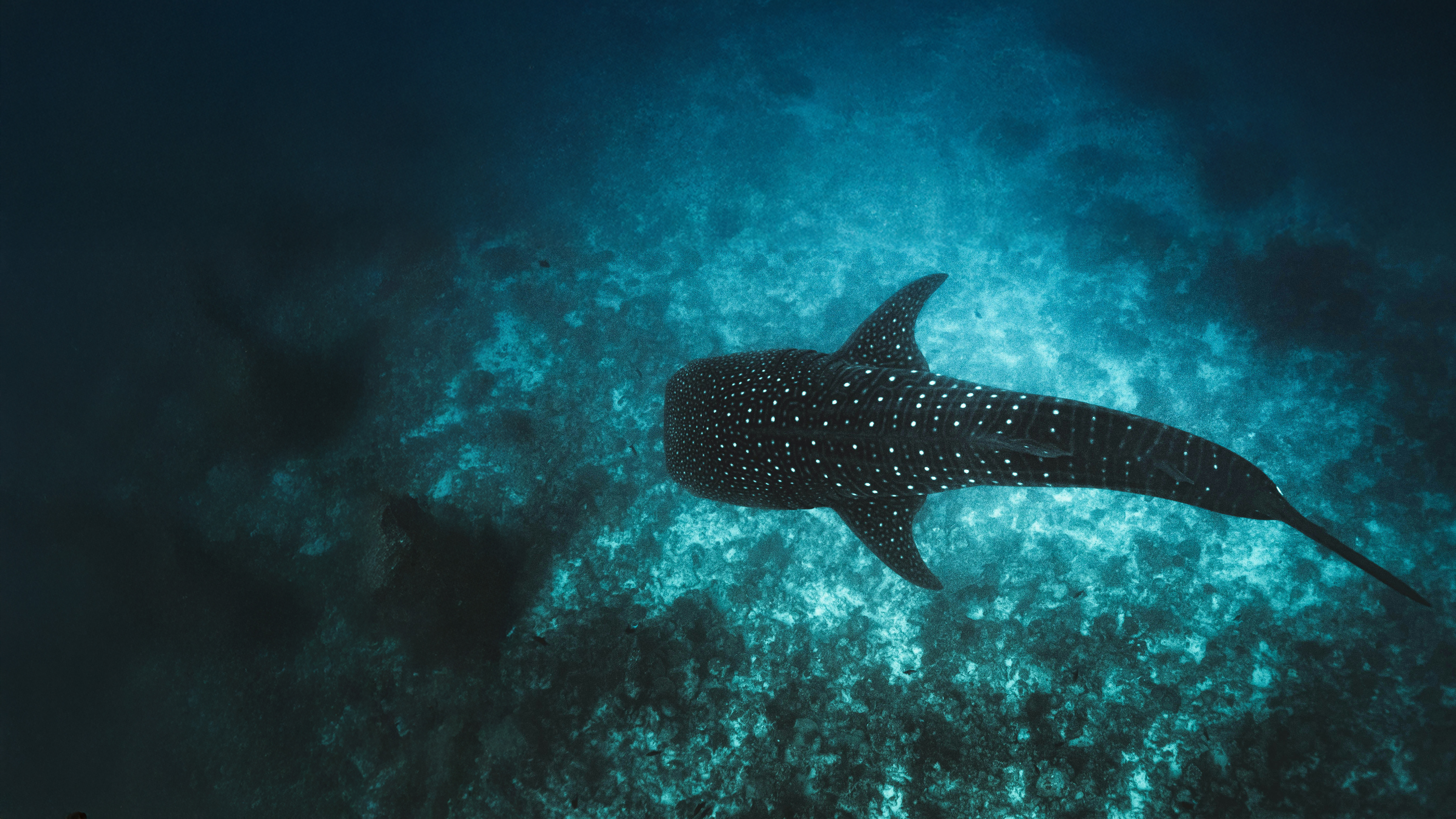Tiburón ballena nadando pacíficamente en aguas azules claras